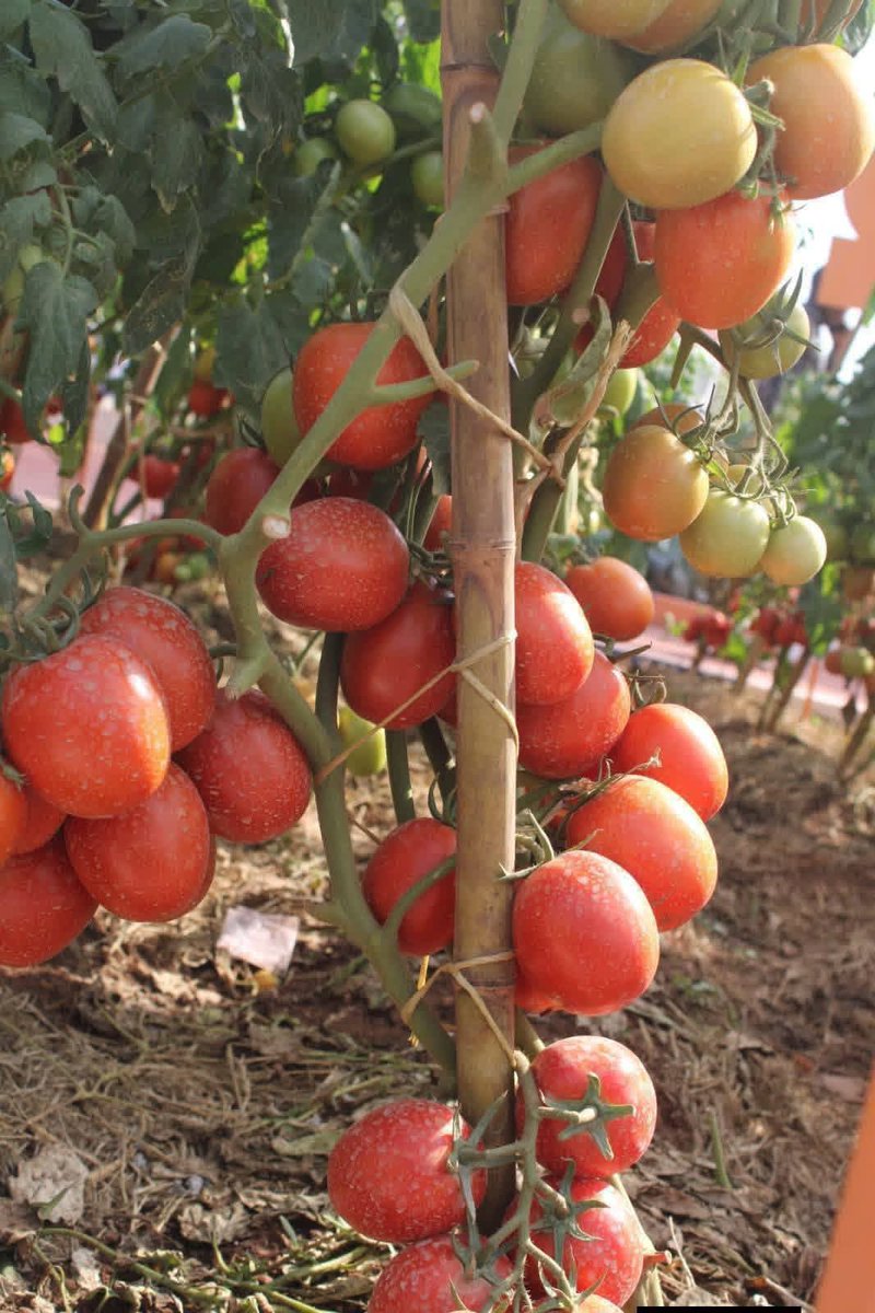 RwandaSeed's tweet photo. 🔥 BAHINZI, UMUSARURO UTANGIRIRA KU MBUTO NZIZA! 🍅💰
Captain F1 ni inyanya zera vuba (mu minsi 60-75), yera toni 35–40 kuri hegitari, kandi imara iminsi 21 itarangiritse nyuma yo gusarura! 🚜💵
💪 Yihanganira  kirabiranya, kababu, fusarium, na ToMV
📍 Kigali – Nyarugenge, Muhima https://t.co/wmdPHVgsMr