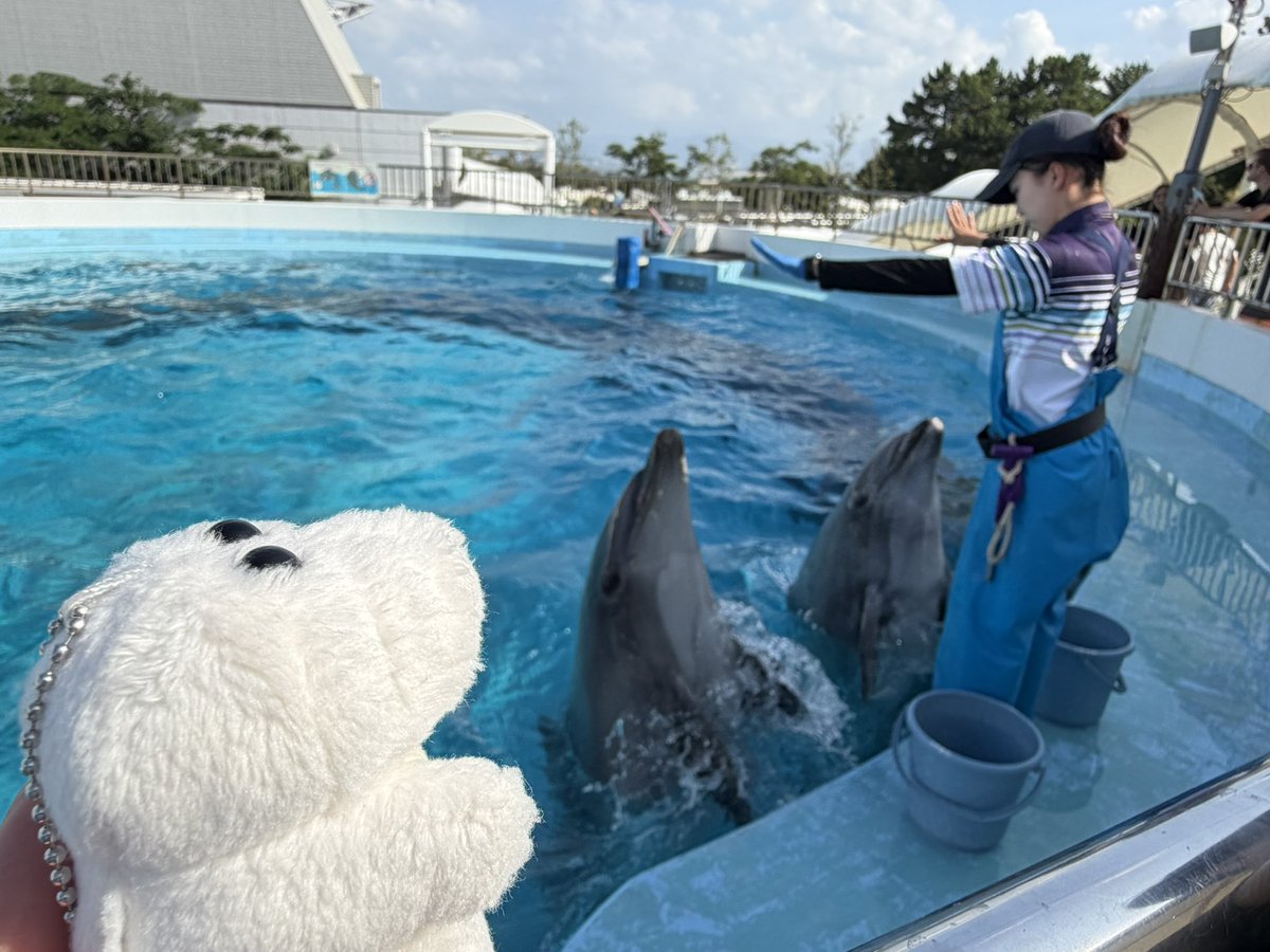 suzu_rin030's tweet photo. 🐬🐬🐬 https://t.co/YEhoFj5PAl