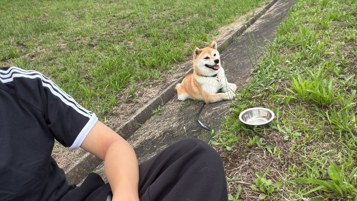 c0__sho's tweet photo. 今日もいっぱい遊んできました🐕 https://t.co/g2pkMGjdWb
