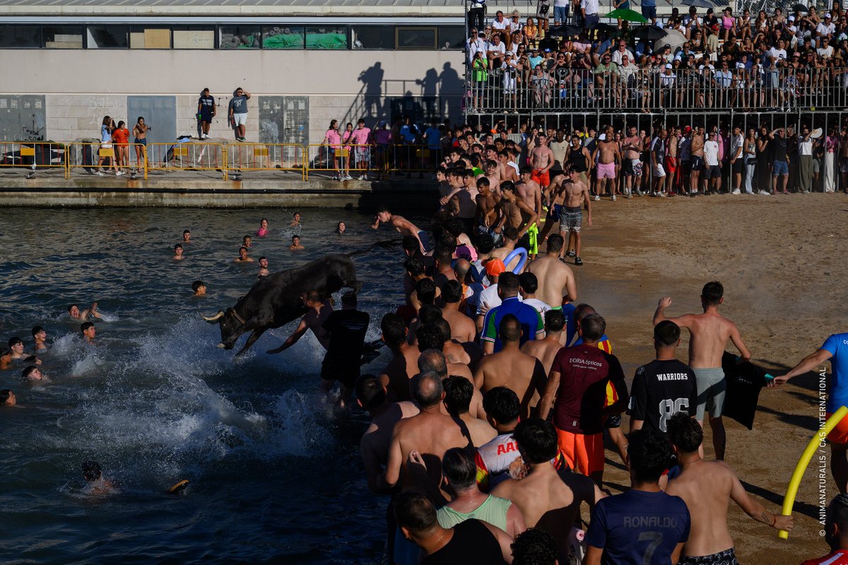 AnimaNaturalis's tweet photo. 🇪🇸🌊🐂 Bous a la Mar de Dènia (Alicante).

Los días 4 y 5 de julio, nuestro equipo de investigación se infiltró en las dos primeras sesiones de la temporada para documentar, una vez más, la realidad de este festejo.

Cada imagen es un testimonio de una realidad que no debería seguir ocurriendo.

🗞 Reportaje: https://t.co/P4EGYkPYi9
