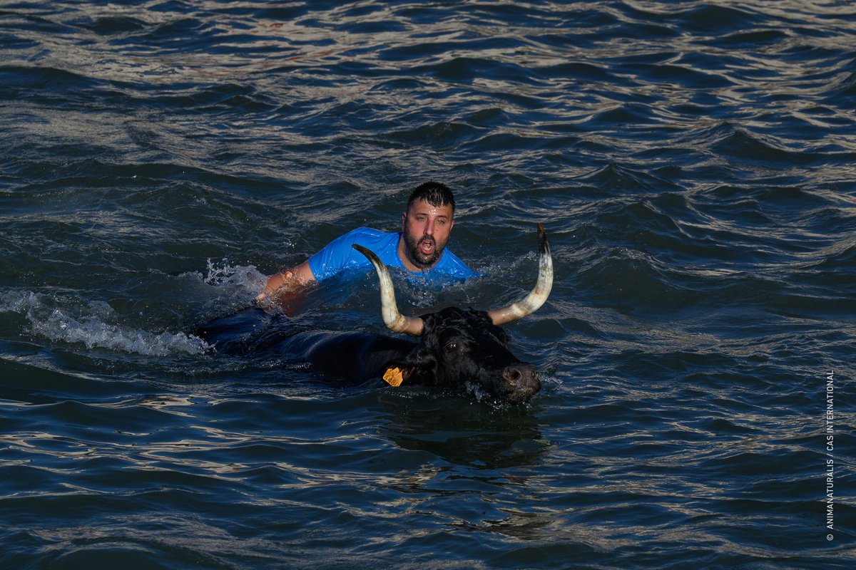 AnimaNaturalis's tweet photo. 🇪🇸🌊🐂 Bous a la Mar de Dènia (Alicante).

Los días 4 y 5 de julio, nuestro equipo de investigación se infiltró en las dos primeras sesiones de la temporada para documentar, una vez más, la realidad de este festejo.

Cada imagen es un testimonio de una realidad que no debería seguir ocurriendo.

🗞 Reportaje: https://t.co/P4EGYkPYi9