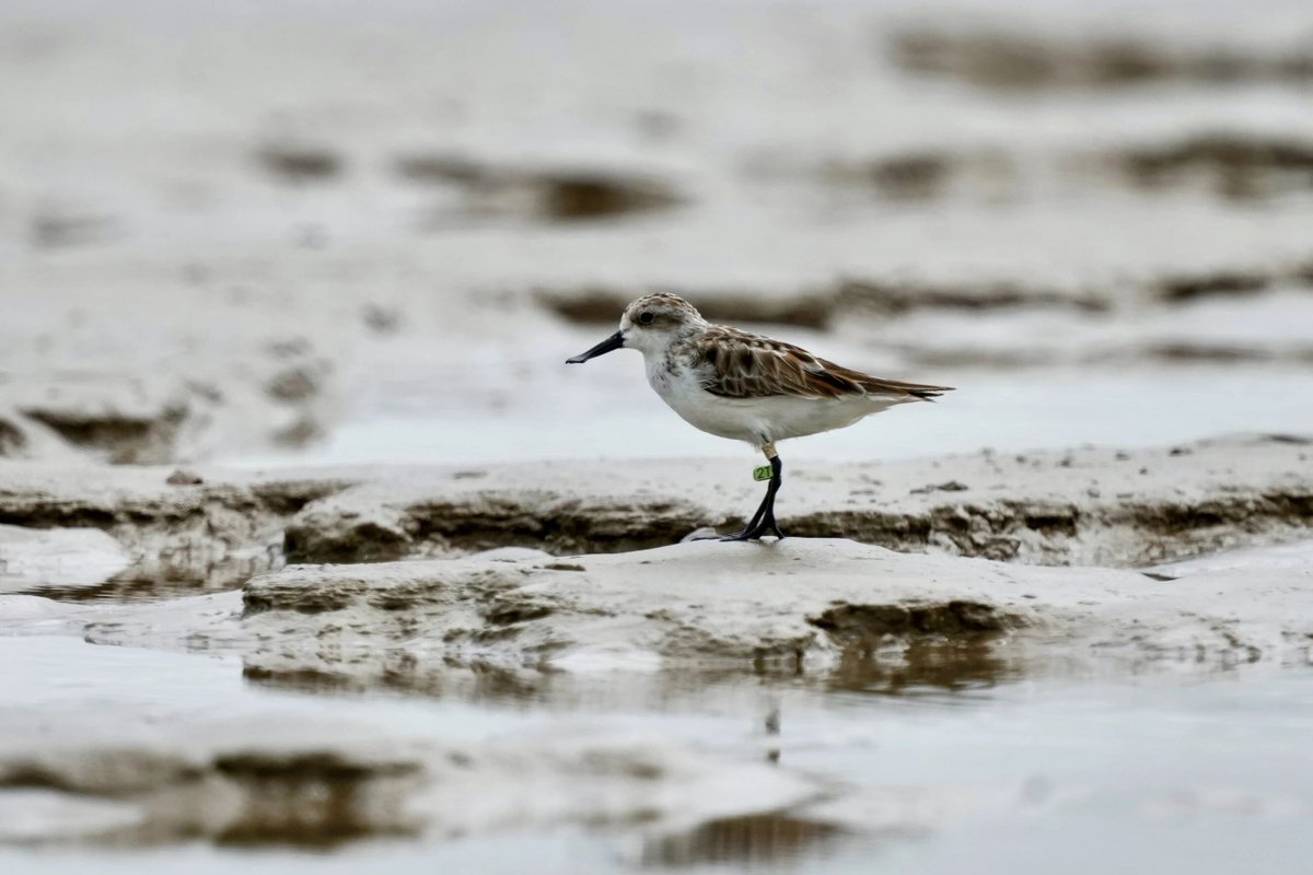 CraneCal117015's tweet photo. 🐦🌿Recently, the rare Spoon-billed Sandpiper has been spotted on the tidal flats of the Yancheng wetlands, making a stopover to spend the summer. These delicate birds, resting gracefully in the mudflats, serve as a beautiful reminder of the importance of wetland conservation. https://t.co/lXxkAUddbE