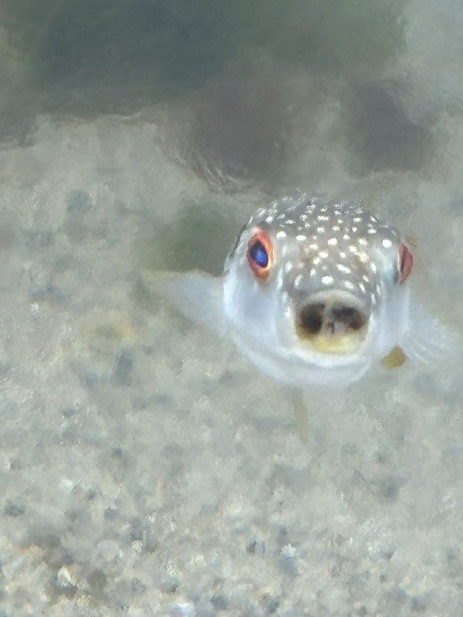 asdas4599's tweet photo. 土曜日に水族館など行ってきた！
海鮮丼おいしい https://t.co/CbjPNyP5Ru