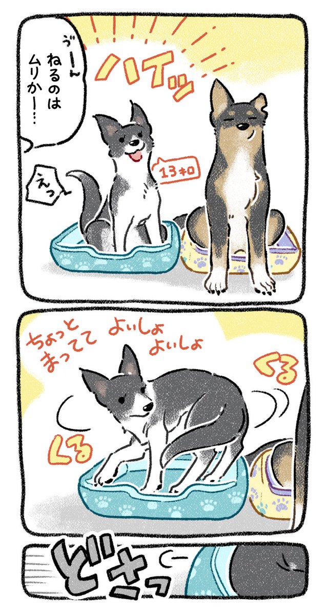 yosimofurou's tweet photo. ピッタリサイズ（自分用）だと言い張る犬達 https://t.co/wJ1Ut7KhtG