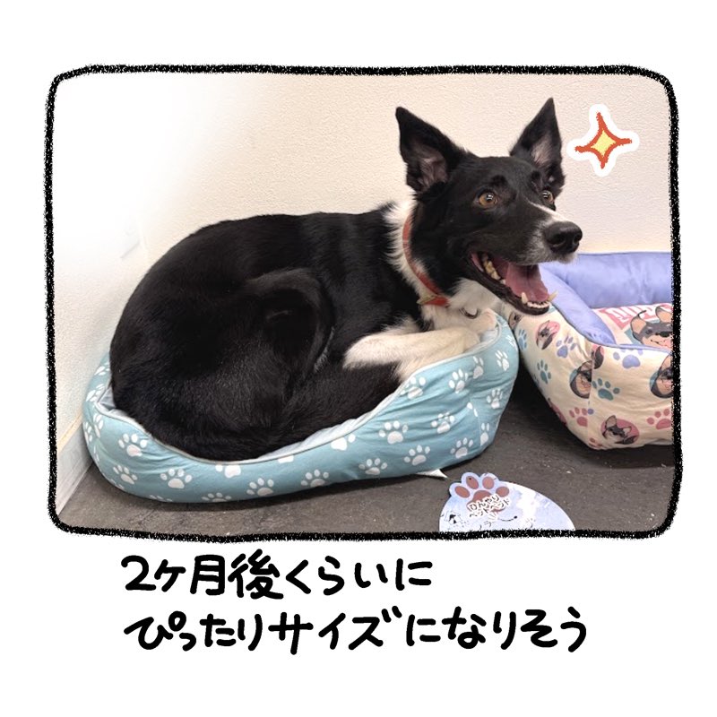 yosimofurou's tweet photo. おまけ https://t.co/MucZlTs5Yd