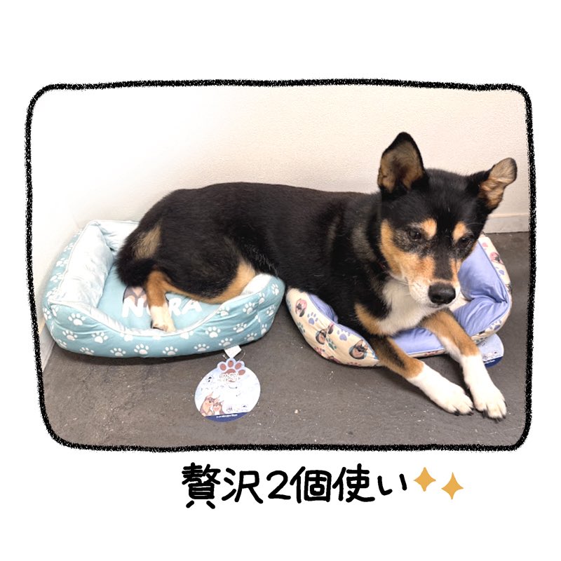 yosimofurou's tweet photo. おまけ https://t.co/MucZlTs5Yd