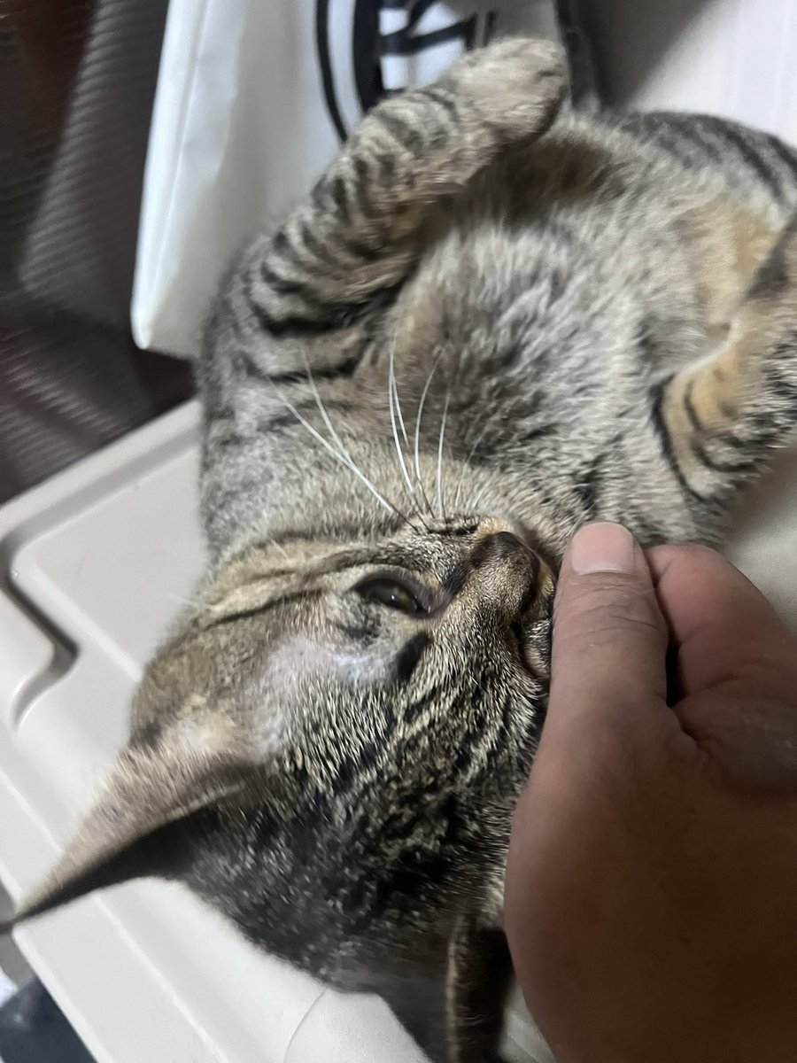Karasu329's tweet photo. 我が家の日常②

お風呂上がりはアイリスを先に撫でないとアイリスがブチ切れて拗ねます。 https://t.co/yBUOmSL8MW