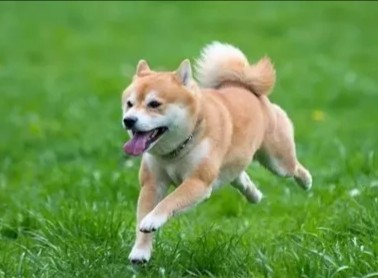 8hmKqsUUq05Jt3o's tweet photo. My little pup just hit 6 months old—watching her go from wobbly little ball of fur to zooming around the park is the sweetest joy  Growth hits so different when it’s this fluffy!， https://t.co/LGR4S5e3j6