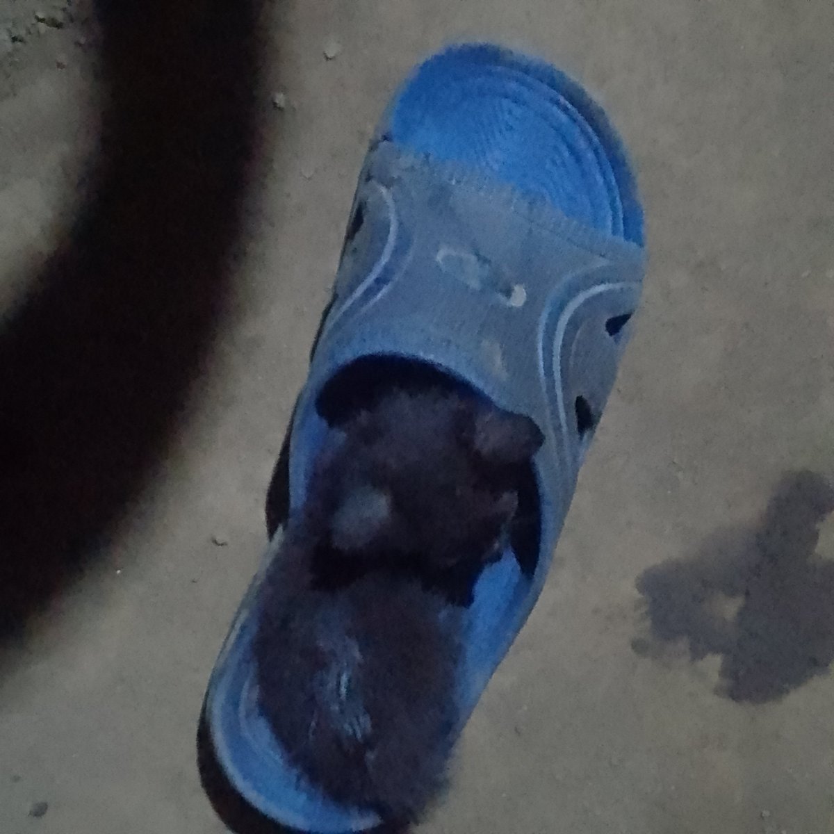 Blixer200's tweet photo. @lvskinigumi Está negra carbonera que usa como cama mis sandalias KJJJJ https://t.co/poDR1fzYcw