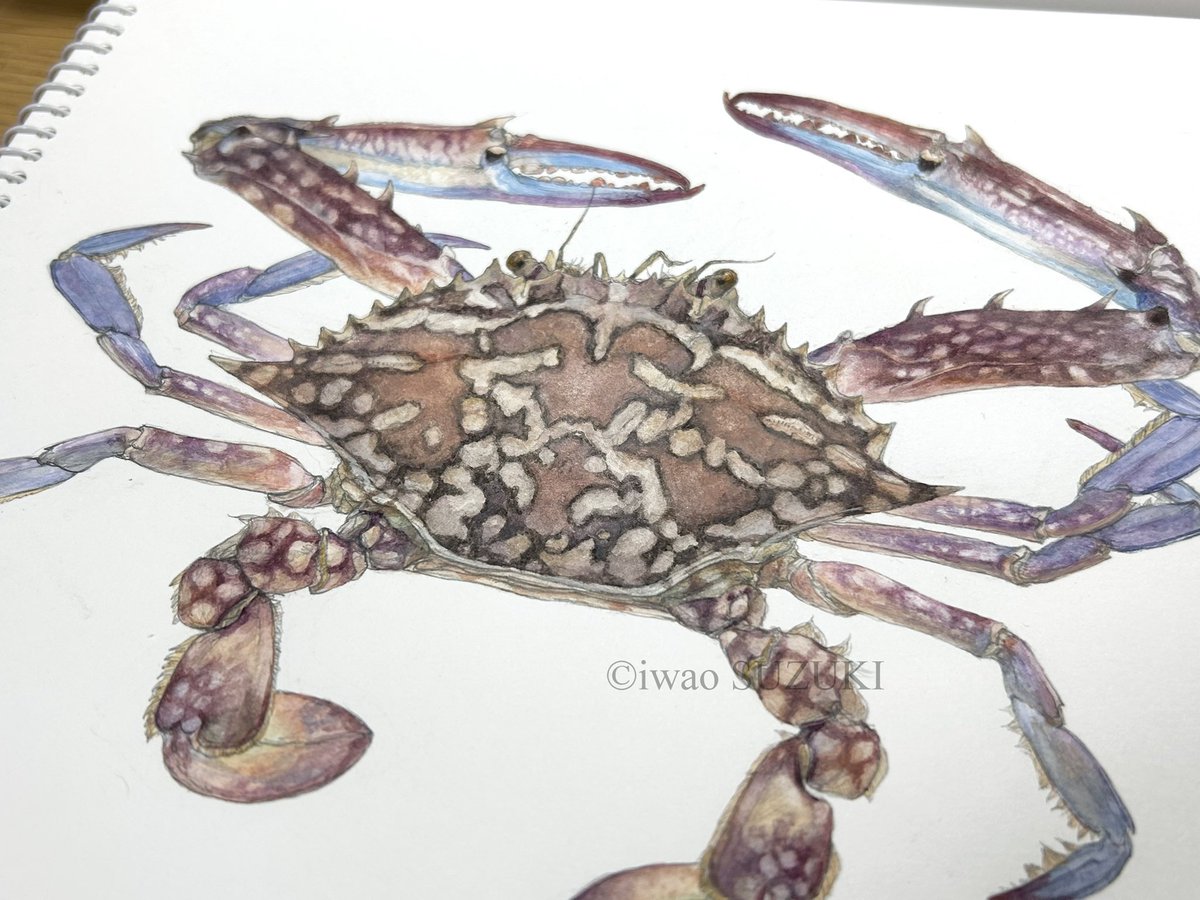 iwao_sousaku's tweet photo. #生き物作家さん集まれ2026

日本画、水彩、鉛筆で生き物や古生物を描いています https://t.co/QdrpQmY6KB