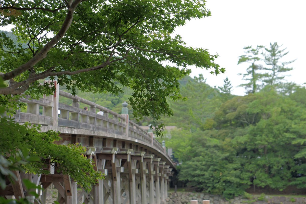 menimierusekai's tweet photo. ７月１３日　伊勢神宮　内宮　月参り
いつもと違う順番で内宮参拝。
さすがに参拝者は多い。
熱田神宮と違い蚊が全くいない。
水場が有るのでいてもおかしくは無いのだけど。 https://t.co/93GA5yjToK