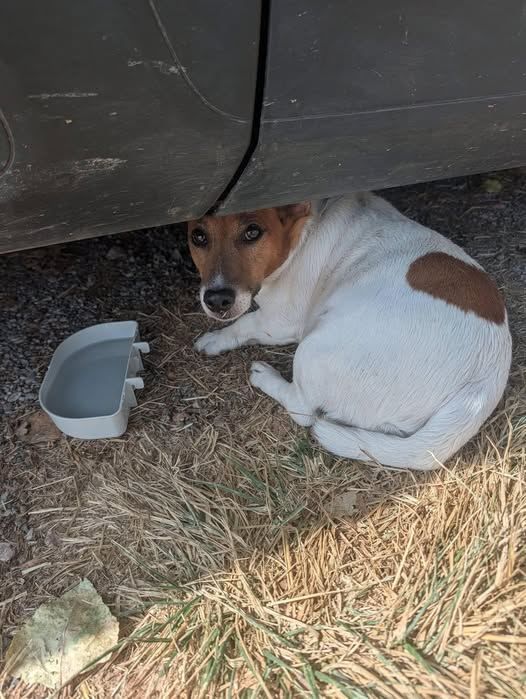 BRINDILLE851's tweet photo. Pet Alert 13 (Groupe Officiel)  ·
Giada Messina 
Bonjour, quelqu’un a mis cette annonce et a trouvé ce chien aujourd'hui au lac de Peyrolles sur la partie sauvage du lac. Il n'a pas de collier et reste caché sous la voiture. Un passant lui a laissé une gamelle d'eau mais personne ne semblait être avec lui. Si quelqu'un le reconnaît merci de prévenir rapidement. Moi j ai juste fais un copié collé pour essayer d aider.  Merci
