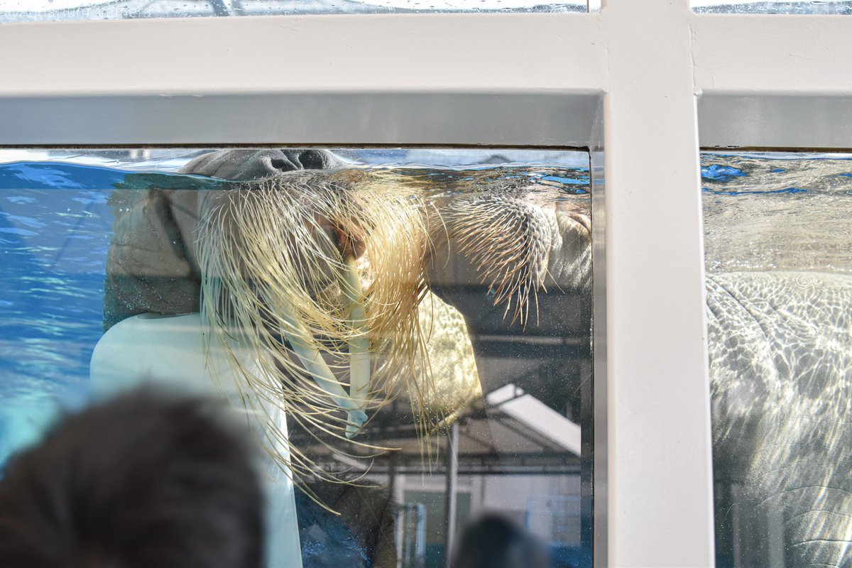 Aquarium_camera's tweet photo. とってもがんばってます！！！ https://t.co/EXbuMOfe0y