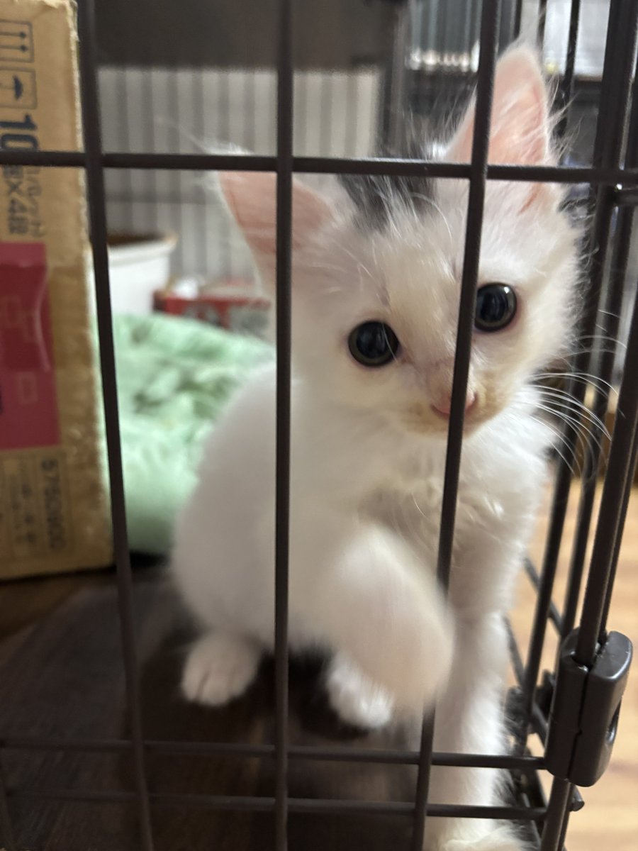 aims2koz's tweet photo. ケージの近く通るたびにのりしおちゃんに服引っ張って引き止められる🤭 https://t.co/DnJvFYthx2