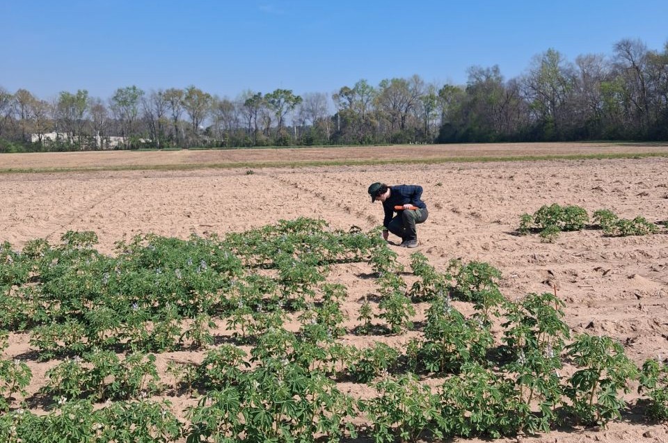 irnasa_csic's tweet photo. 👨‍🔬👩‍🔬 Ismael Gutiérrez and Andrea Vázquez, from the Photosynthesis Group at #IRNASA‑CSIC, have completed a three‑month research stay at @AuburnU (Alabama, United States). They studied photosynthesis in Lupinus albus under field conditions.   
🔗 https://t.co/3FyO9WyGT8 https://t.co/TX02eMiP8p