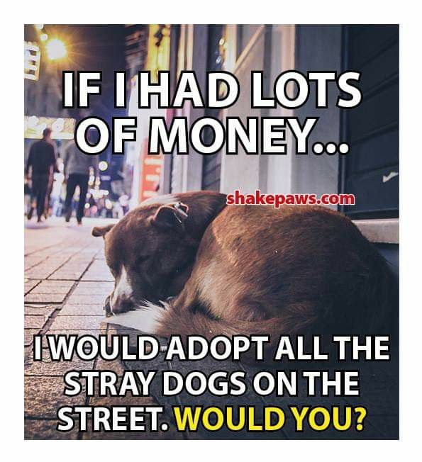 DogLovers03 tweet picture