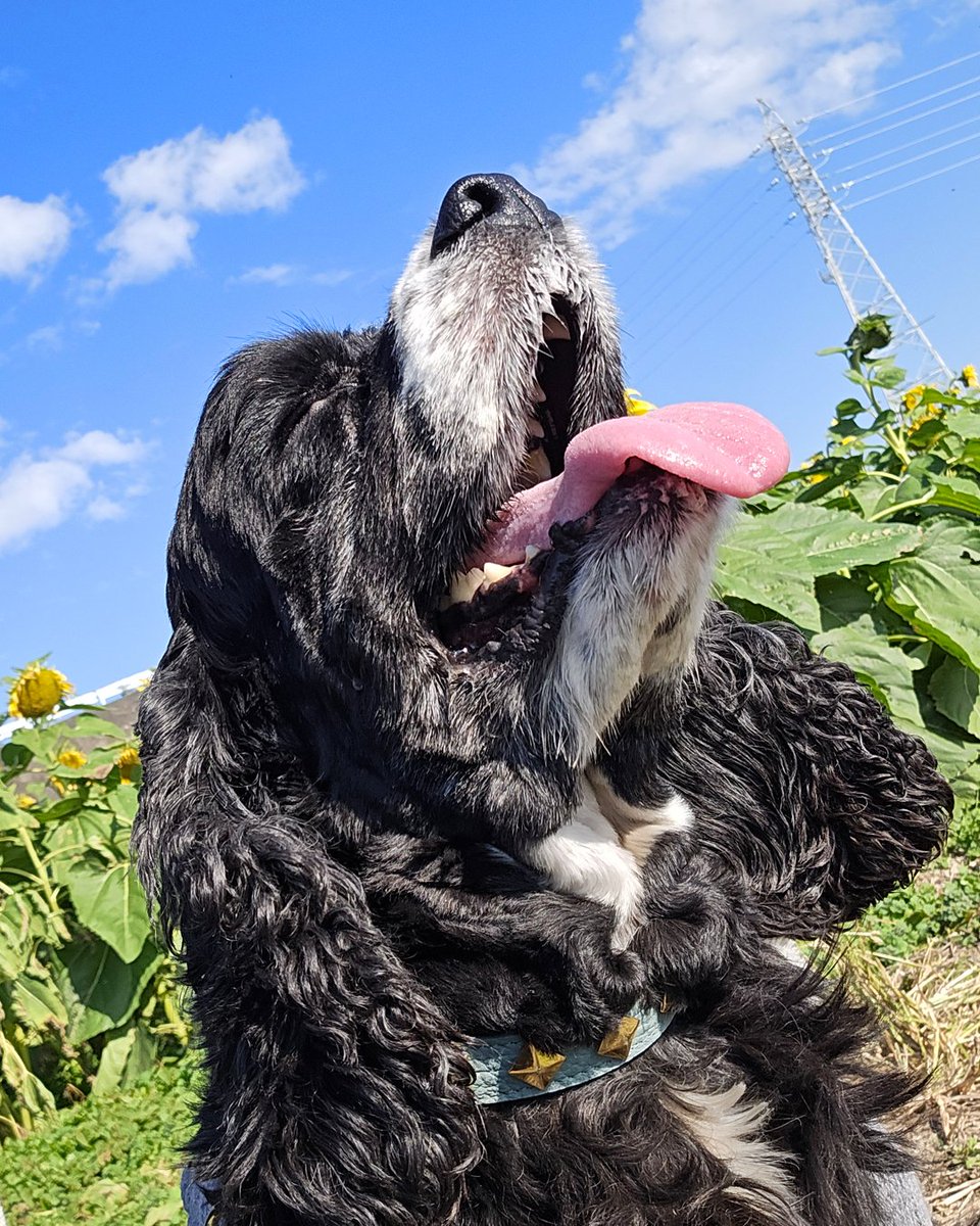 tsubasa_gently's tweet photo. 観光農園 花ひろば🌻✨
季節によって色々な花畑を愛犬🐶と一緒に楽しめる🐾
#観光農園花ひろば #花ひろば #花畑
#ヒマワリ畑 #ひまわり畑
#ひまわり #ヒマワリ
#コスモス畑 #コスモス
#愛知県 #南知多 #犬旅 #犬同伴 https://t.co/9q1debeP30