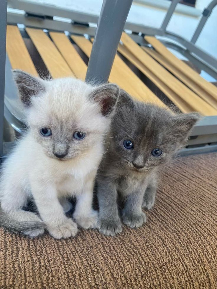 CatUniversex's tweet photo. https://t.co/03V6i1wggK