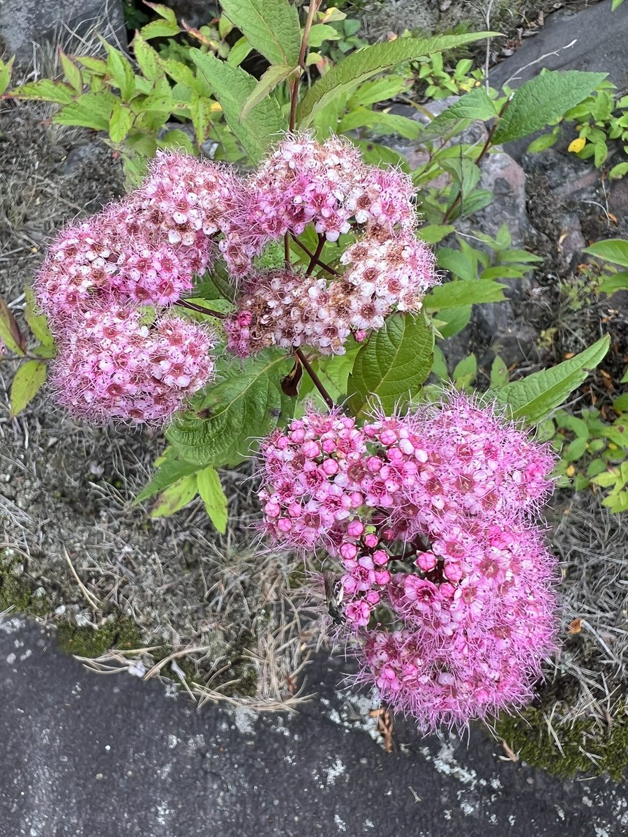 SolariumMrkt's tweet photo. Summer flowers in Karuizawa, Japan https://t.co/Fp4qYJoMh0