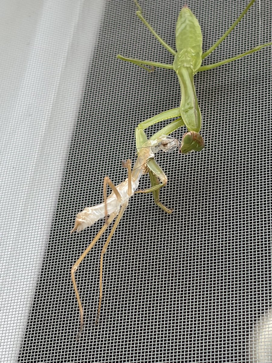 DemiiMaeha's tweet photo. カマキリ、脱皮するなんて知りませんでした。5〜8回ほど脱皮するらしい😲ﾍｪｰ https://t.co/FyK5y27gmz