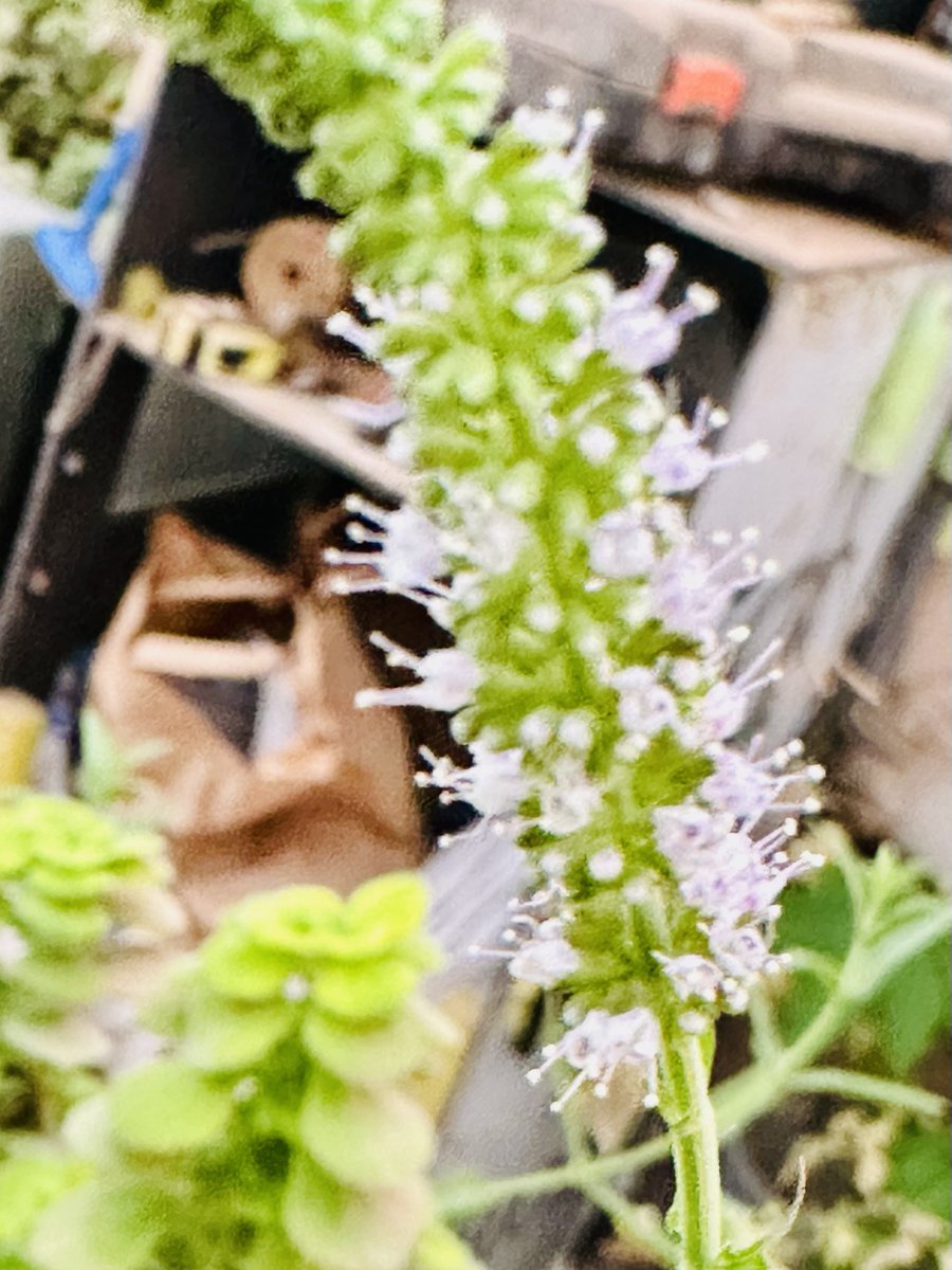 TontonVert's tweet photo. J’ai surpris mes menthes en pleine floraison 😍🥳😁💚🌳

Une dose de plaisir pour l’esprit et le coeur ❤️ 

Excellente semaine à tous https://t.co/4OxAb49PqD