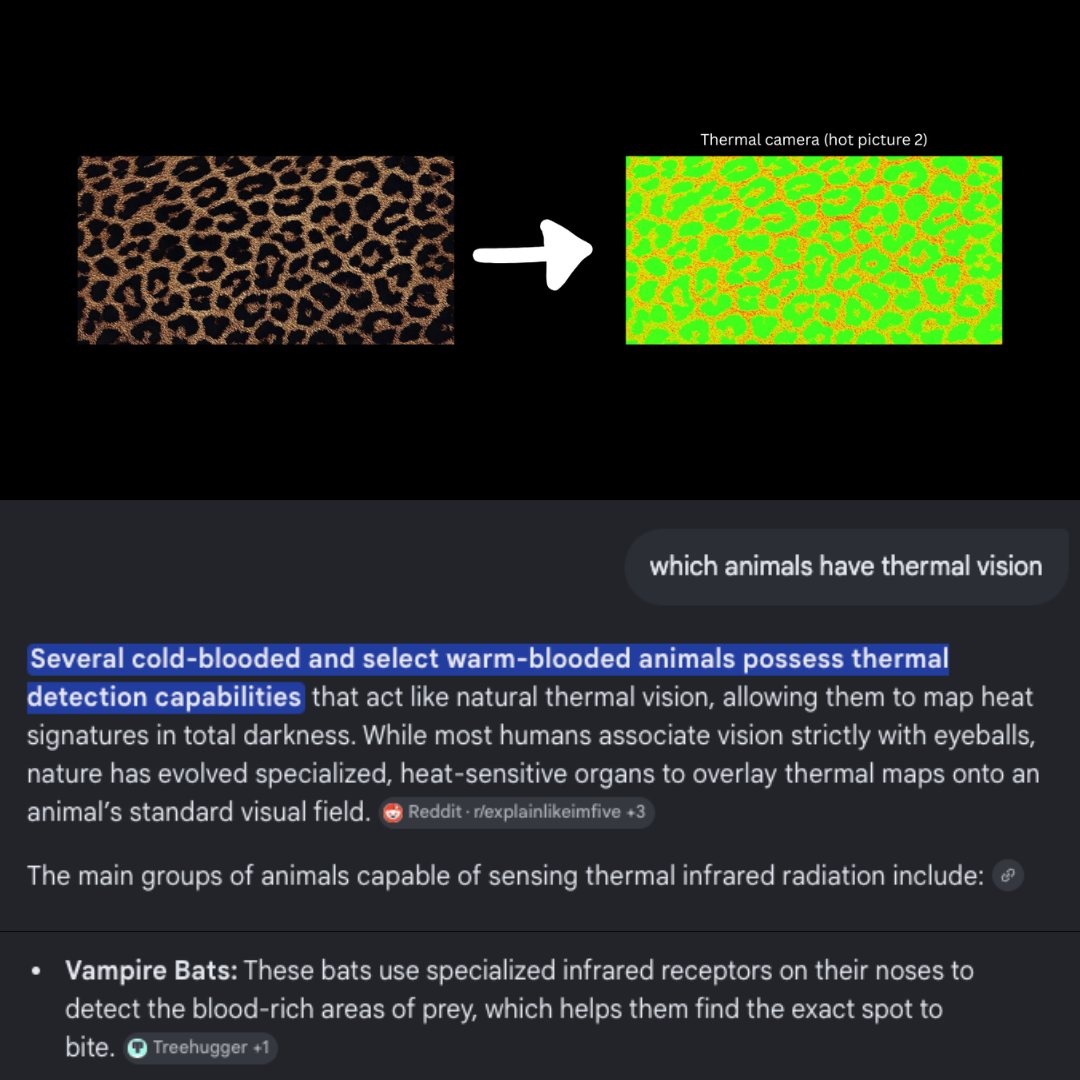 jays_ferrari's tweet photo. Leopard print?? 
- leapard print under thermal camera looks like->
- vamp bats possess thermal vision(temp~30°C)
- echo location-stealer mv, thermal vision- bthb mv
- not tryna stir up anything, i just lwk feel some connectn (we might get back to this later)

PLS DON'T JUMP AT ME https://t.co/mf5DzMiH0v