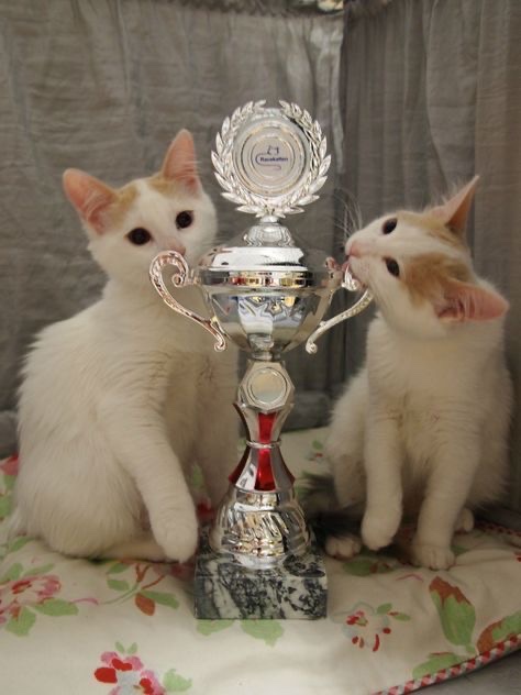 nico_catberg's tweet photo. paw-dium 🐾🏆     💫 https://t.co/odYKF8PF8p
