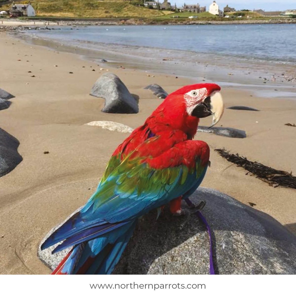 NorthernParrots's tweet photo. Post pictures of your Parrot in a landscape photo!
#postapic https://t.co/o0QWPcGl9A