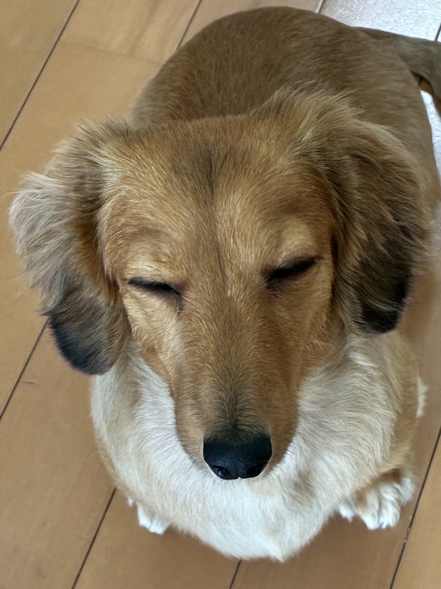 akemi_hon's tweet photo. 寝てへんよ
瞑想してるんやで🧘‍♂️ https://t.co/7h2pteukCH