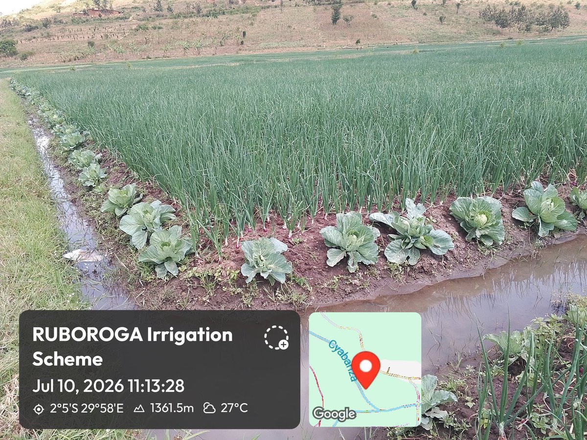 YEAN_Agro's tweet photo. Good progress of the Season C (dry season) in our partner farmer cooperatives. 
This season is characterized by horticultural crops and irrigated schemes farming systems for a period of 3-4months starting late May until the start of the season A in September. https://t.co/PEFhjuBdVa