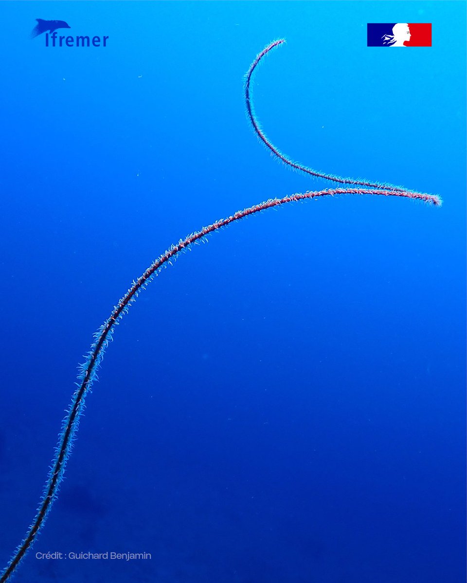 Ifremer_fr's tweet photo. Ce Corail fil de fer (Stichopathes luetkeni) a été photographié en Martinique. 

Ce corail noir de la famille des Antipathidae forme une longue tige unique, non ramifiée et spiralée, dont la clé d'identification majeure réside dans ses polypes disposés sur une seule rangée. https://t.co/zf3PpPkZzz