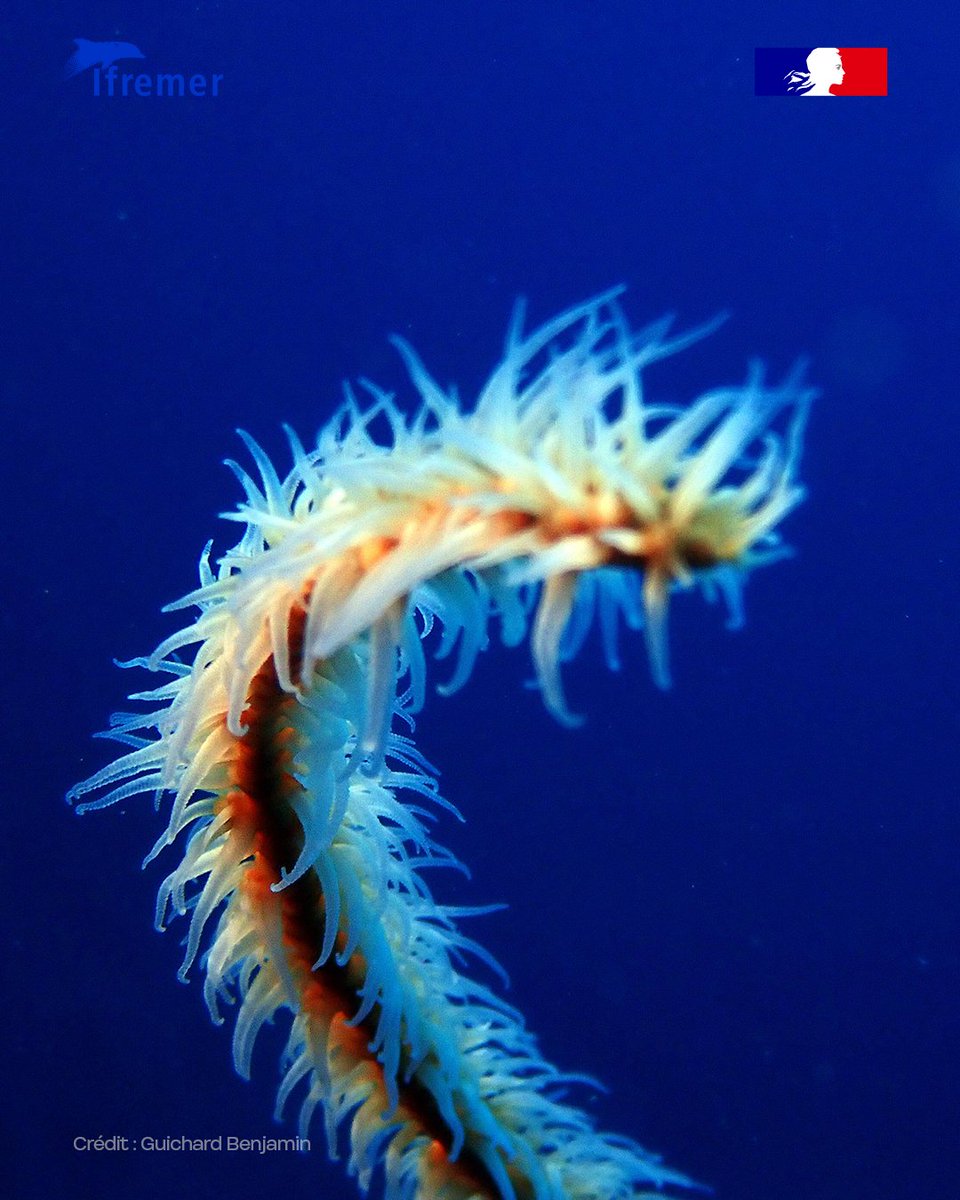 Ifremer_fr's tweet photo. Ce Corail fil de fer (Stichopathes luetkeni) a été photographié en Martinique. 

Ce corail noir de la famille des Antipathidae forme une longue tige unique, non ramifiée et spiralée, dont la clé d'identification majeure réside dans ses polypes disposés sur une seule rangée. https://t.co/zf3PpPkZzz