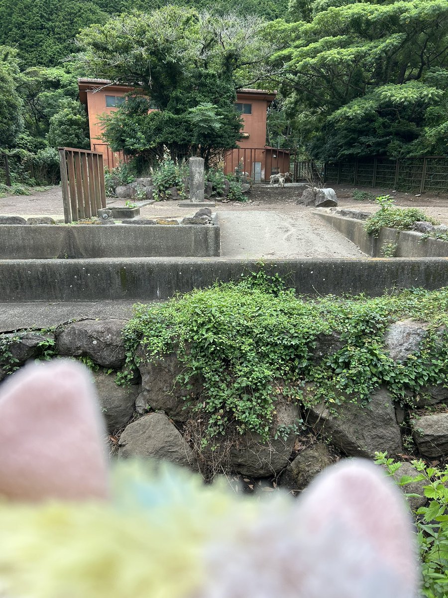 moriwaki1735's tweet photo. アニキン行ったらアルパカめちゃくちゃ遠かったです https://t.co/mCT1eBEYW2
