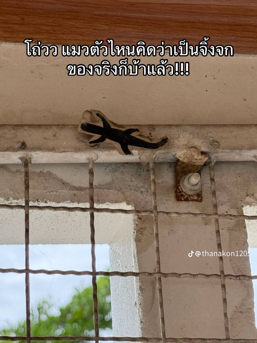 pizad_sura's tweet photo. บ้าเหรอ แมวที่ไหนจะคิดว่าเป็นจิ้งจกจริง เห้อ https://t.co/IrUlBGAbkG