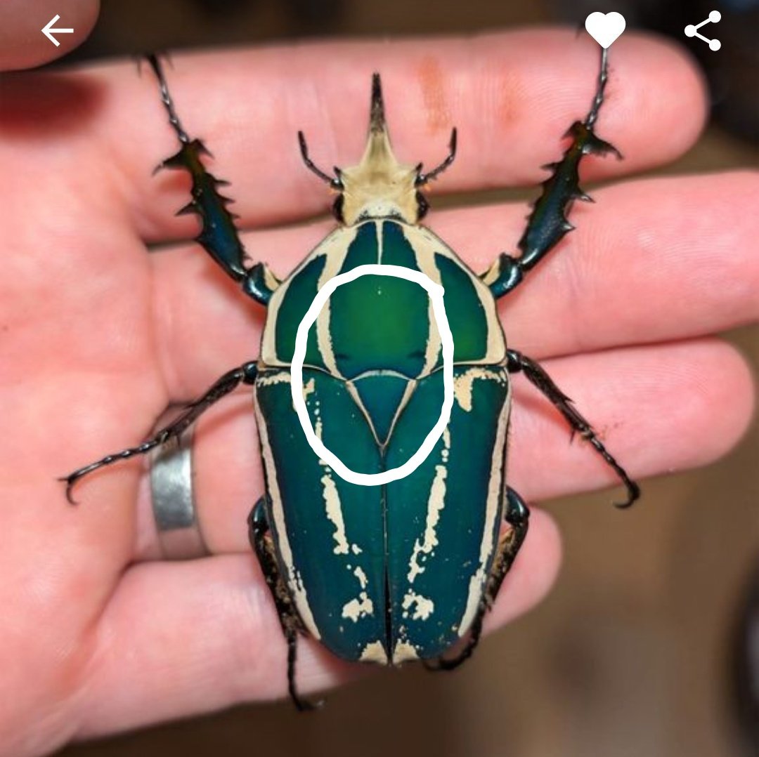 eospera's tweet photo. @colligocrisis @colligocritters Could only circle it in white becsuse phone, but it does look like eyes and a little beak! Someone else saod it first. https://t.co/qg13UFUQDt