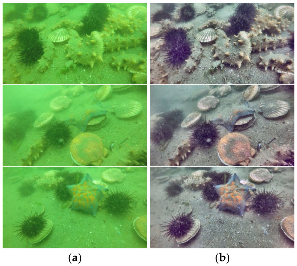 Fishes_MDPI's tweet photo. 🐟#Call_for_reading #Fishes!
📘UM-YOLOv10: Underwater Object Detection Algorithm for Marine Environment Based on YOLOv10 Model
❣️Read more:
https://t.co/lv5fIg1juc
#biological_target_detection #complex_marine_environments #YOLOv10 https://t.co/GgdHOcYADC