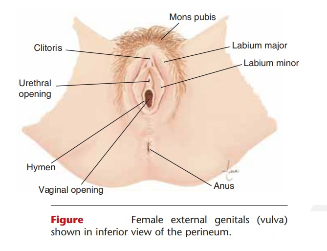 womanfeeds_id's tweet photo. ✨Educational Purpose Only: Anatomi Vulva

Mimin mau jelasin dulu tapi yaa. Mungkin ada yg masih blm tau bedanya vagina dan vulva. 

Vagina = saluran di dalam tubuh (birth canal + jalan keluarnya darah haid).
Vulva = semua bagian luar yang bisa dilihat, kayak labia, clitoris, lubang pipis, dll.

God created woman so beautifully and this is called vulva 💗