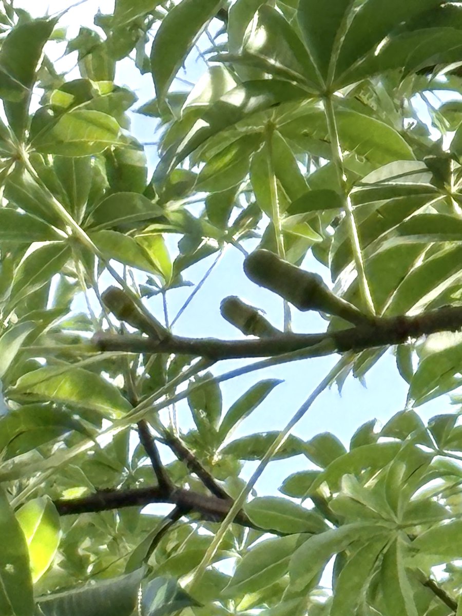 バオバブ