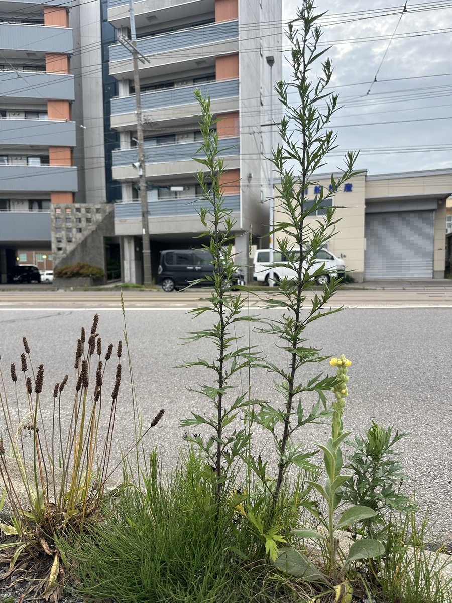 peco_mkk's tweet photo. この右側の黄色いお花の小さいの、さっきのめちゃデカ植物だ！
真ん中と左側に、「右側めっちゃデカくなるぞ！」って教えてあげたい！ https://t.co/FwUFpNi0qh