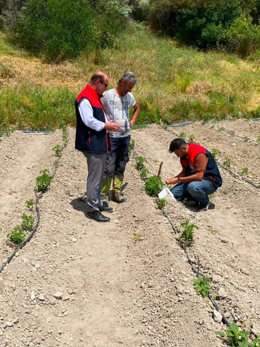 ankaratarim's tweet photo. limizde domates üretim alanlarında domates güvesi takibi amacıyla feromon tuzaklar kullanıyoruz.
Üretim sürecini üreticilerimizle beraber entegre ve kontollü bir şekilde yürütüyor, olası zararları önlemek için birlikte çalışıyoruz.
#domates #feromon #eküy https://t.co/MIW9n25xhD