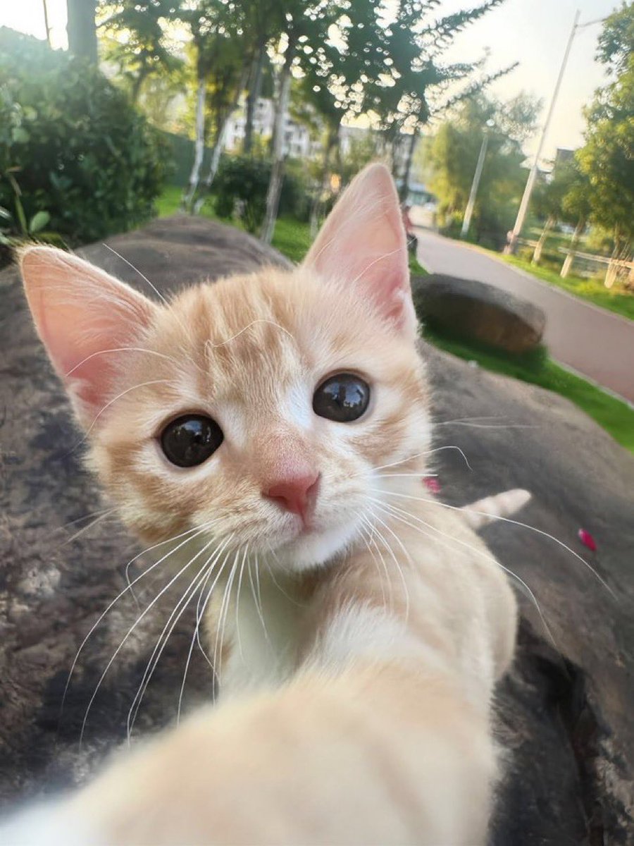 3x45_'s tweet photo. 🐈 https://t.co/XZNo4nHmHy