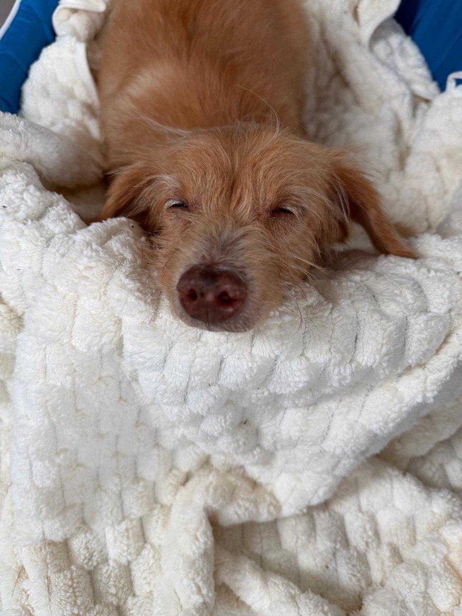 happydoggothai tweet picture