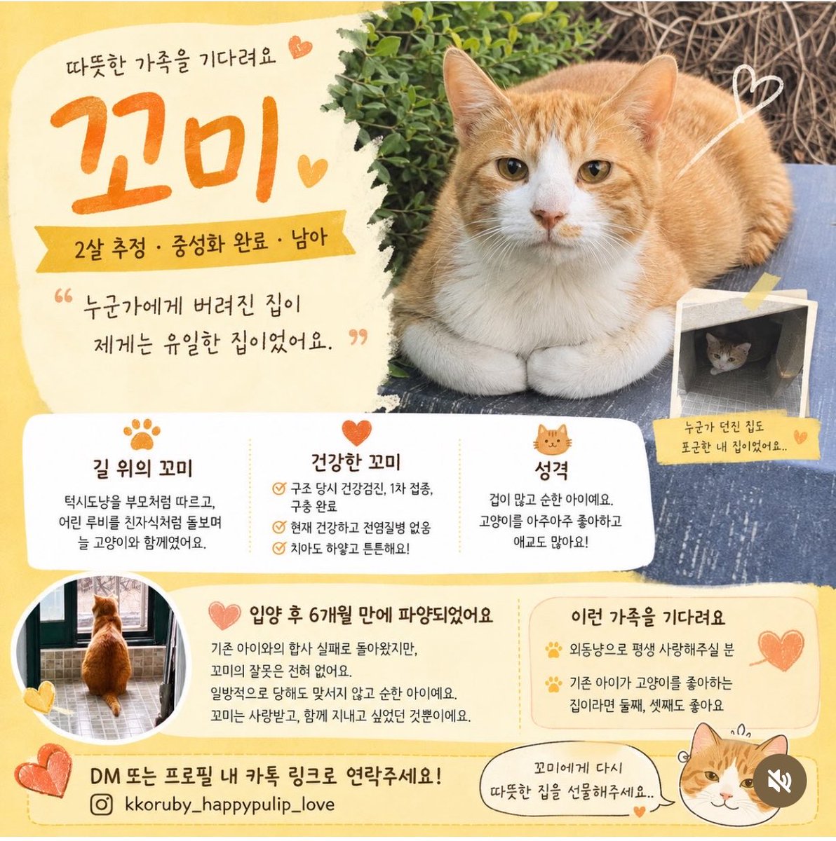 ollyonecat's tweet photo. 고양이를 좋아하는 순한 성격의 꼬미(남아, 건강함) 가 평생 가족을 찾는다고 해요. 묘연을 느끼는 분이 계실까 하여 올려봅니다🥺

https://t.co/CXR7NtE3C6 https://t.co/UdzvaajEpJ