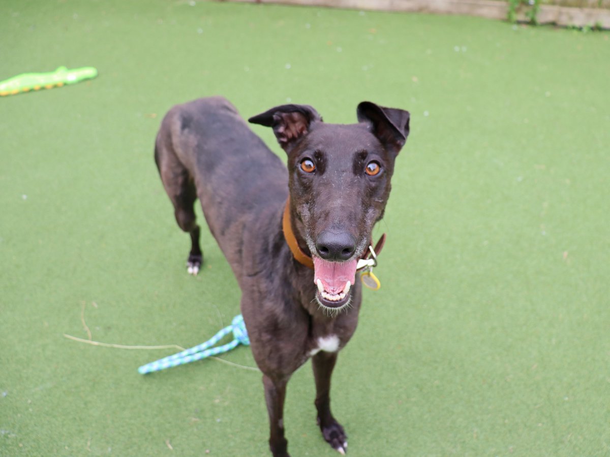 DT_Glasgow's tweet photo. Have you thought about adopting a greyhound? 👀

Sunset is just one of a handful of sighthounds in our care at the moment looking for a home! She is as stunning and vibrant as her namesake, and bound to make you smile with her sweet nature. 🥰🧡 https://t.co/upULZ91KF9