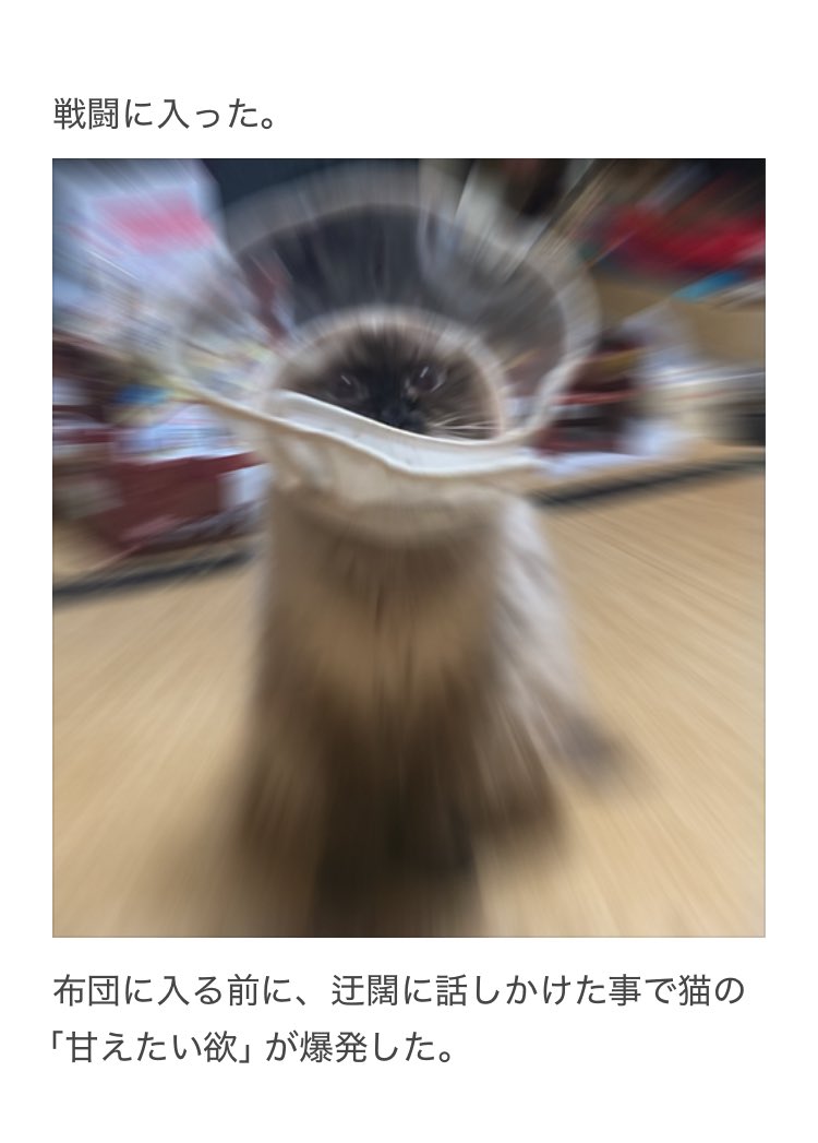 yalalalalalala's tweet photo. 【猫にエリザベスカラーを付ける際の注意】 https://t.co/WtWaKvPQkN