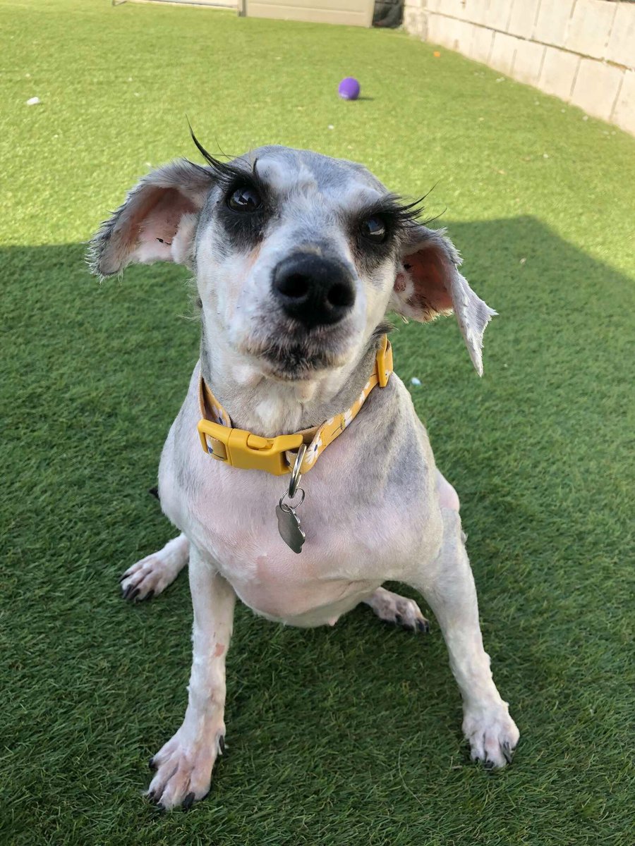 yusai00's tweet photo. 「最高のまつ毛を持っていた保護犬」

イングランドで動物保護活動を行うRSPCAに保護された3歳のミニチュアシュナウザー。伸び放題だった毛を刈ってあげると、その瞳には見事なまつ毛が。内気だけどとても愛情深い性格で、レディと名付けられて里親募集中だそう。 https://t.co/nQCaHZNzg5