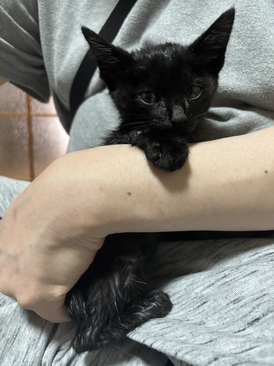 asupon_kawa's tweet photo. にゃんこ保護した🐱✨ https://t.co/NeR5fWU7EP