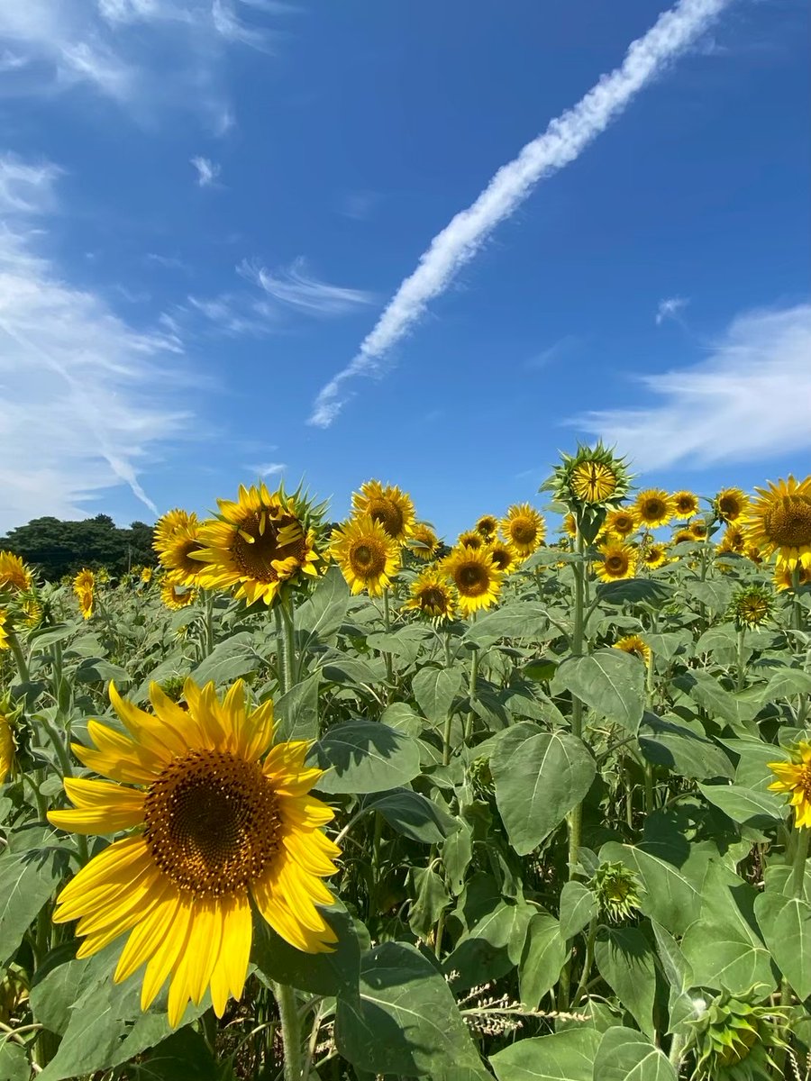 7月14日は「#ひまわりの日」🌻 日本初の静止気象衛星「ひまわり1号