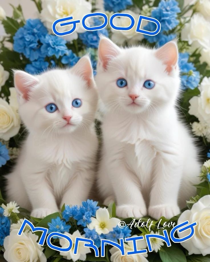 noricat09's tweet photo. Good morning Twitter friends! Happy Monday! 😻😻😻 https://t.co/zo8xhtaID4