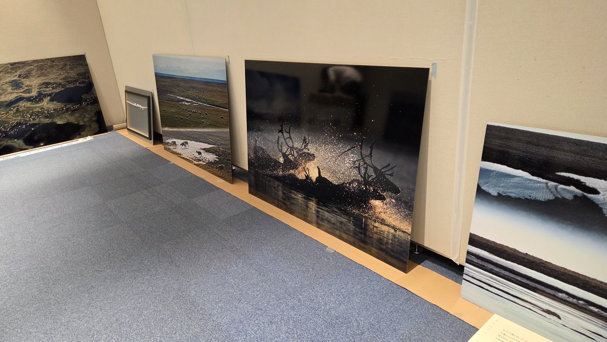 ham1313art's tweet photo. 東大阪市民美術センター特別展「写真展 星野道夫 悠久の時を旅する」はいよいよ今週金曜日（7/17）スタート！

学芸員はただいま全力準備中です。作品を展示室に並べてみると、事前に作成した図面から変更になることもしばしば…作品の魅力が伝わる見え方をギリギリまで追求しています！ https://t.co/cqdre5YdlG